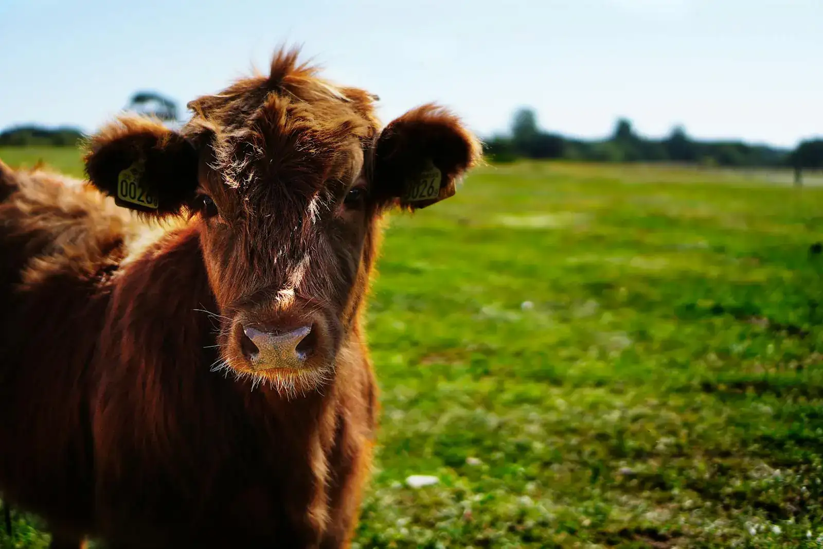Featured image for Sneaky Burger’s Commitment to Sustainability